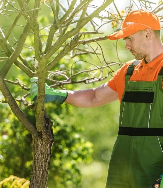 Top Tree Care Tips for Summer