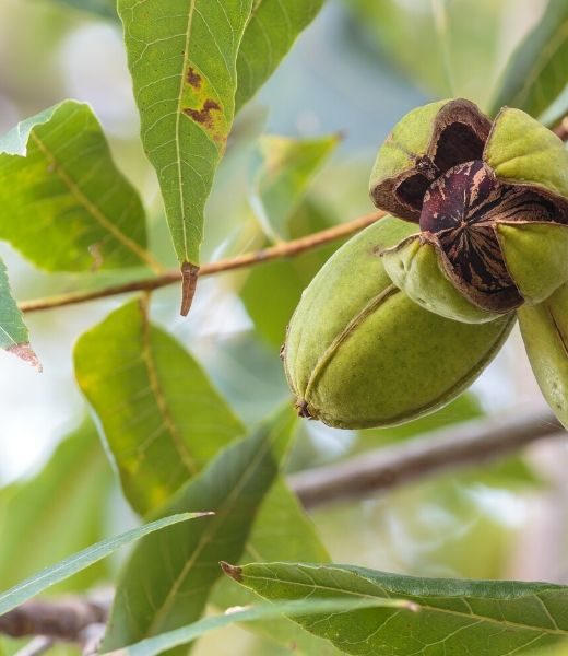 Four Common Pecan Tree Diseases