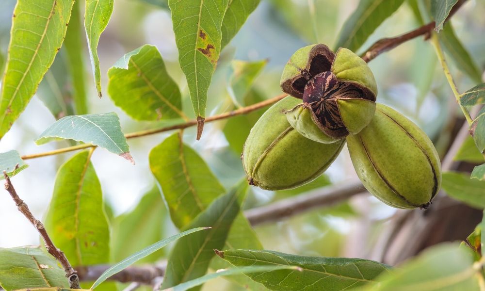 Four Common Pecan Tree Diseases