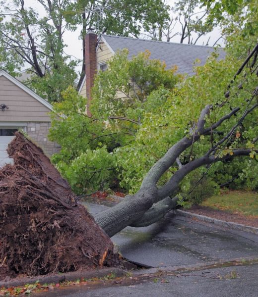 What to Do When Your Tree Falls