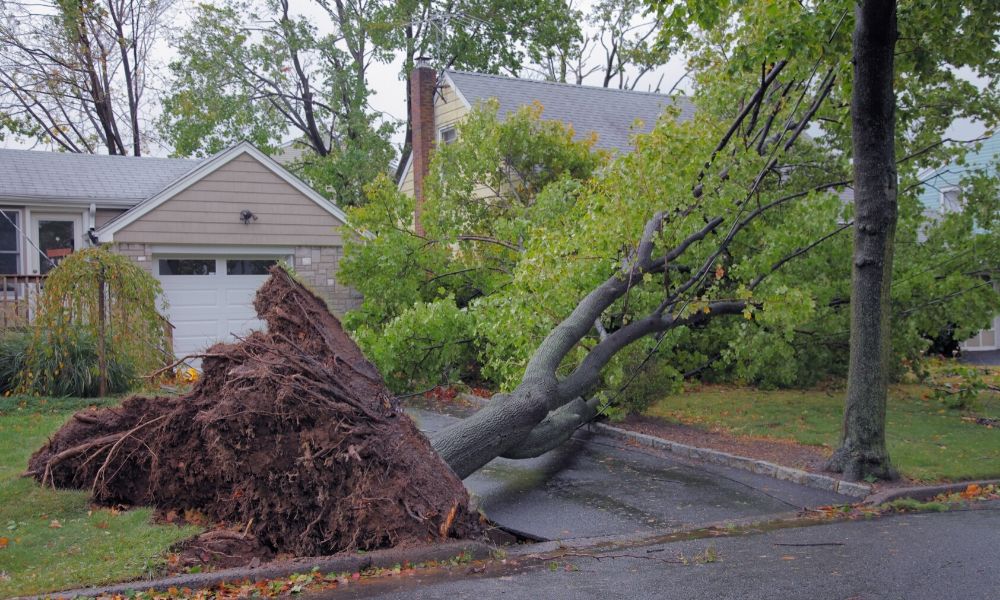 What to Do When Your Tree Falls