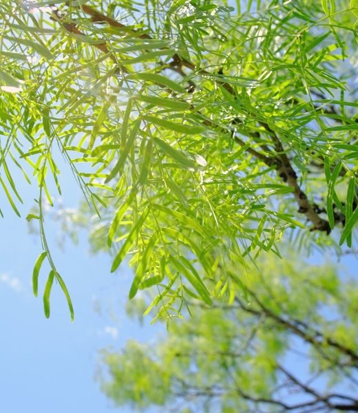 4 Common Diseases in Texas Mesquite Trees