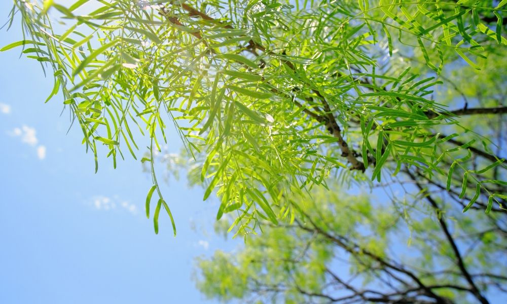 4 Common Diseases in Texas Mesquite Trees