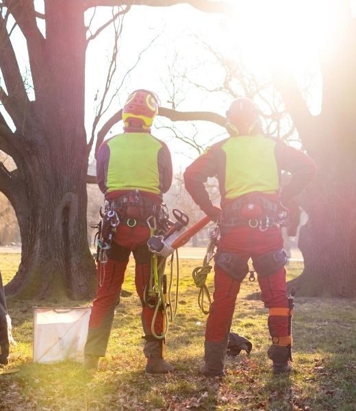 How To Prepare Your Trees for Winter