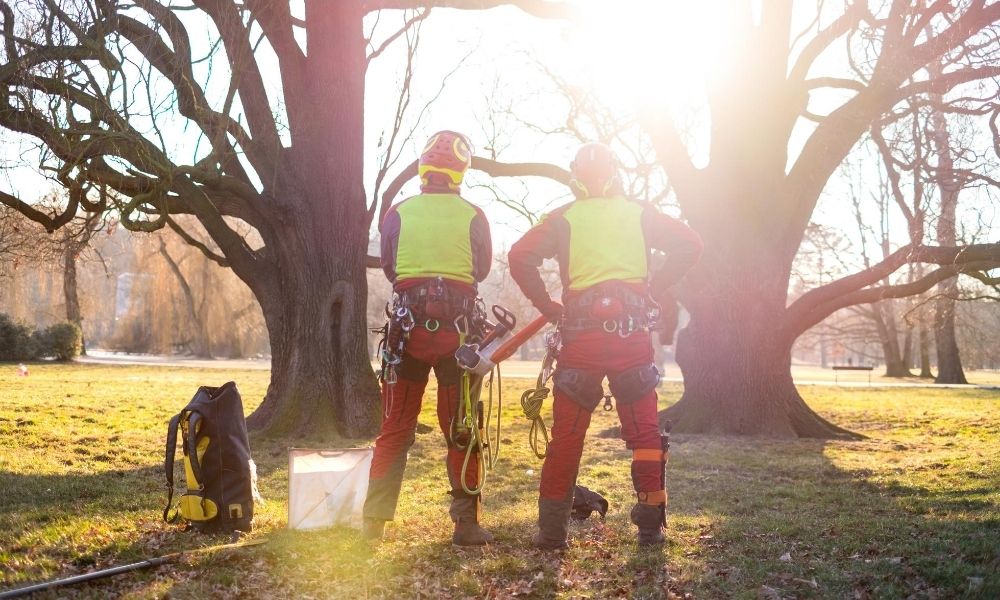 How To Prepare Your Trees for Winter