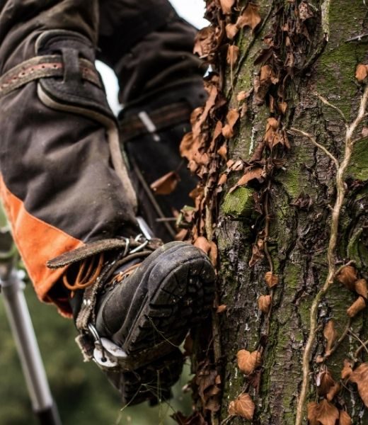 When to Call an Arborist for an Assessment