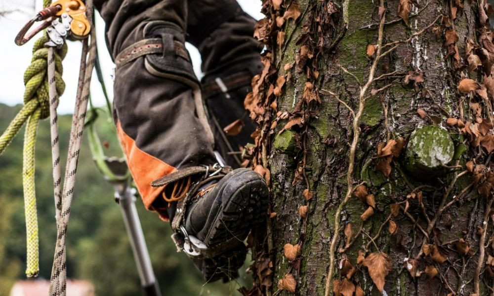 When to Call an Arborist for an Assessment