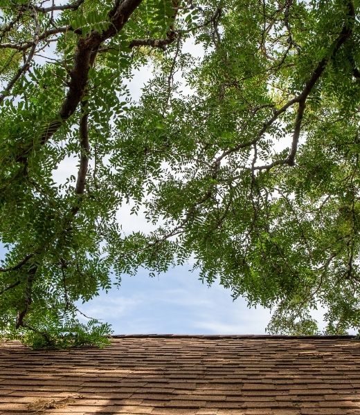 Signs Your Tree Needs To Be Removed