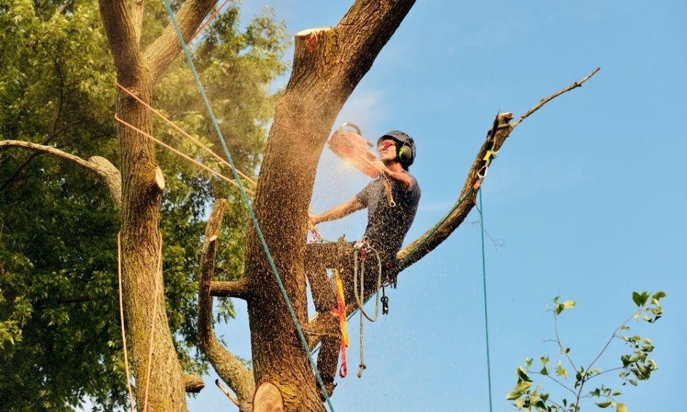 Professional Tree Care: What an Arborist Does