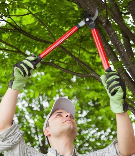 Reasons Not To Trim a Tree Yourself