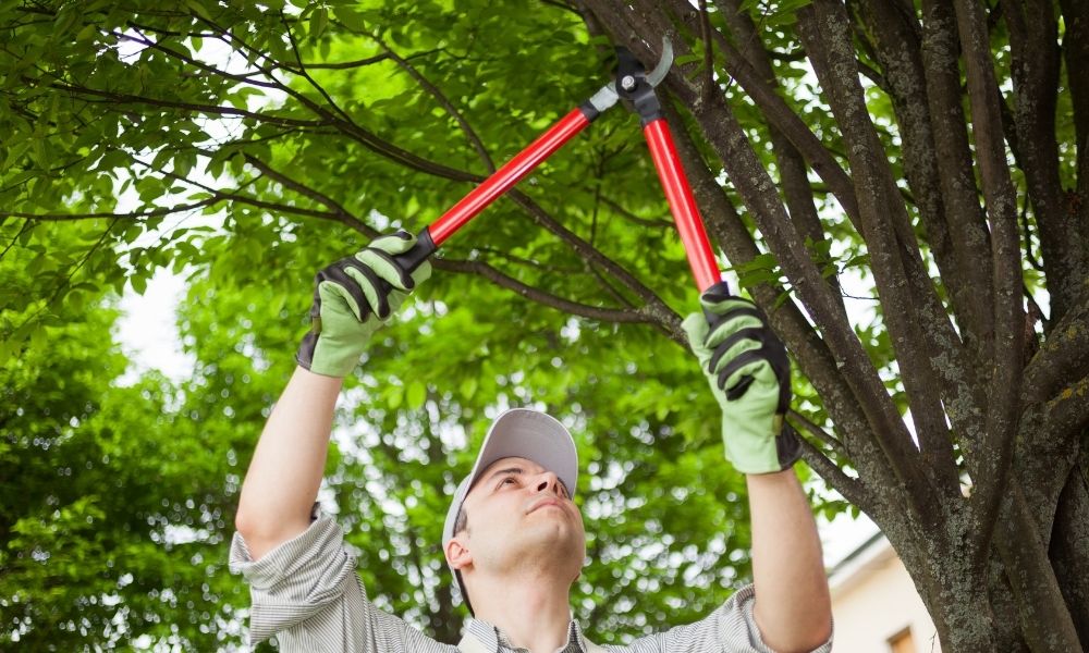 Reasons Not To Trim a Tree Yourself