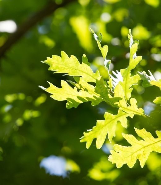 What Time of Year You Should Prune Live Oak Trees