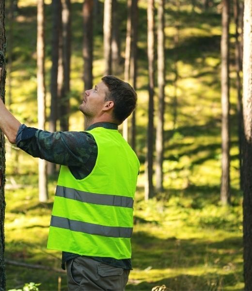 How To Tell if a Tree Is Dead or Alive