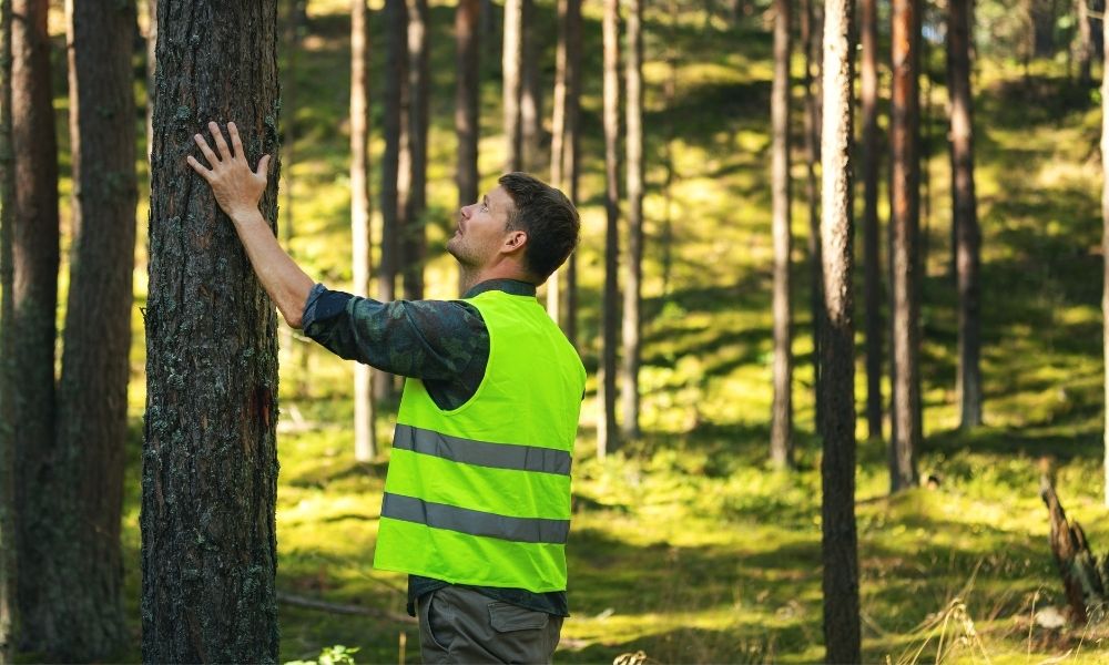 How To Tell if a Tree Is Dead or Alive