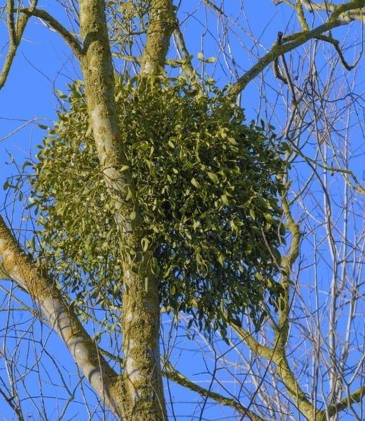 Tips for How To Get Rid of Mistletoe