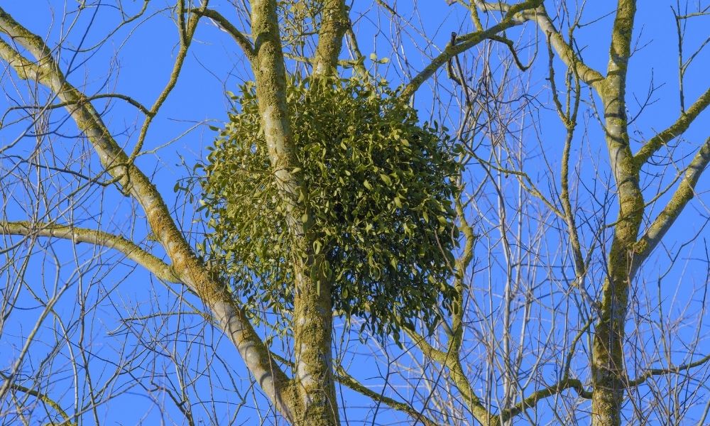 Tips for How To Get Rid of Mistletoe