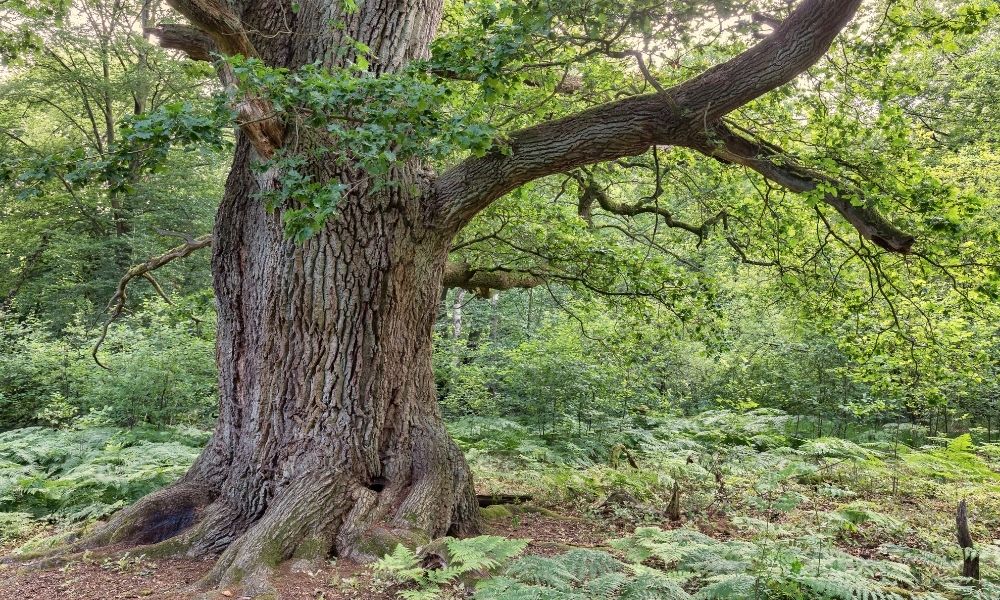 What Kind of Moss Grows on Oak Trees