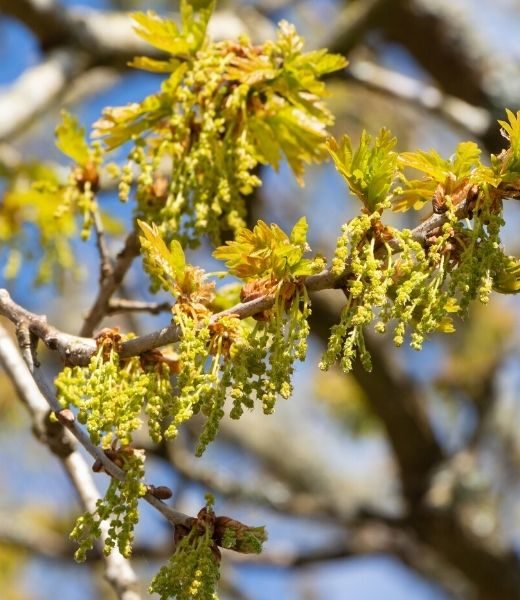 Signs of an Oak Tree Pollen Allergy