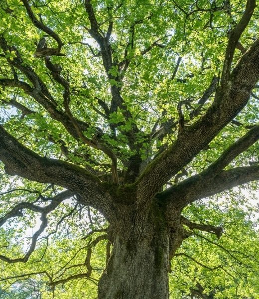 Understanding When Oak Trees Bloom