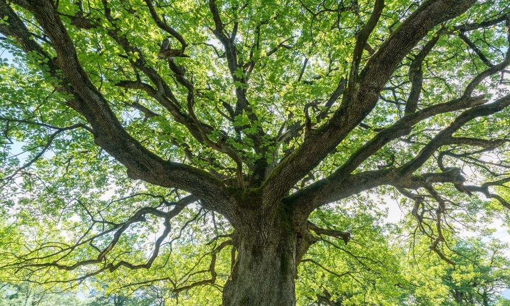 Understanding When Oak Trees Bloom