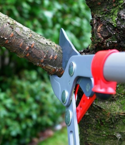 Essential Tree Pruning Terms To Know