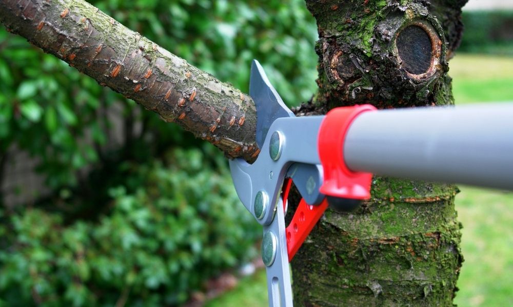 Essential Tree Pruning Terms To Know