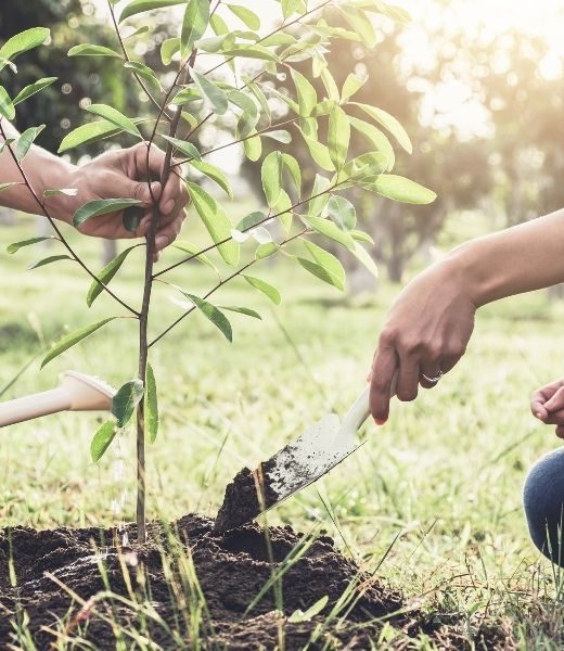 planting a tree