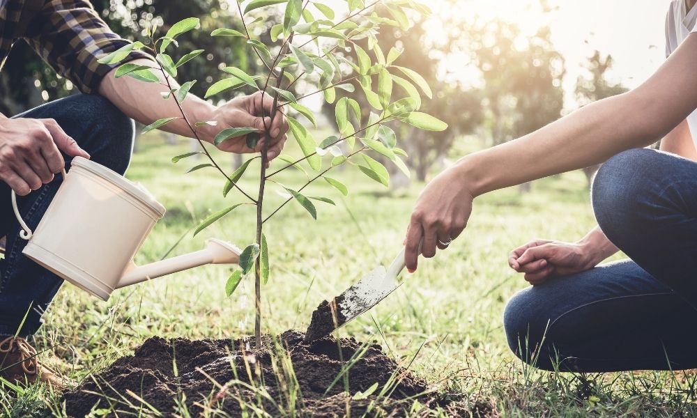 planting a tree