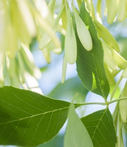 What Are Some Signs Your Ash Tree Has a Disease