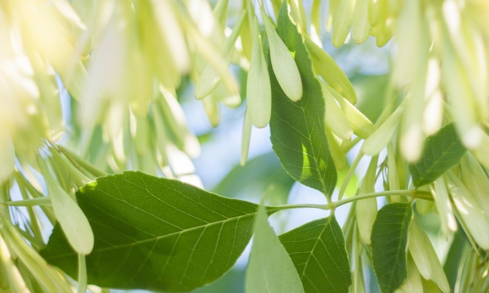 What Are Some Signs Your Ash Tree Has a Disease