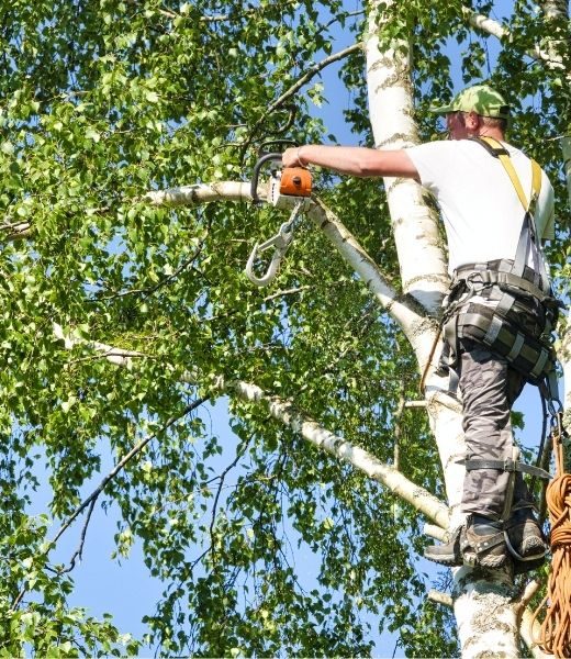 How To Trim and Prune Your Trees Without Causing Damage