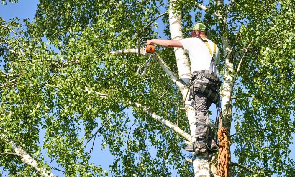 How To Trim and Prune Your Trees Without Causing Damage