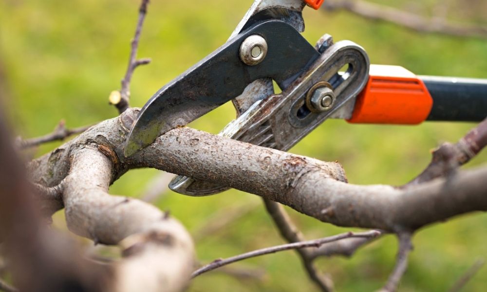 Image of pruning a tree branch