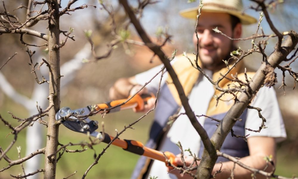 Techniques for Correcting Badly Pruned Trees