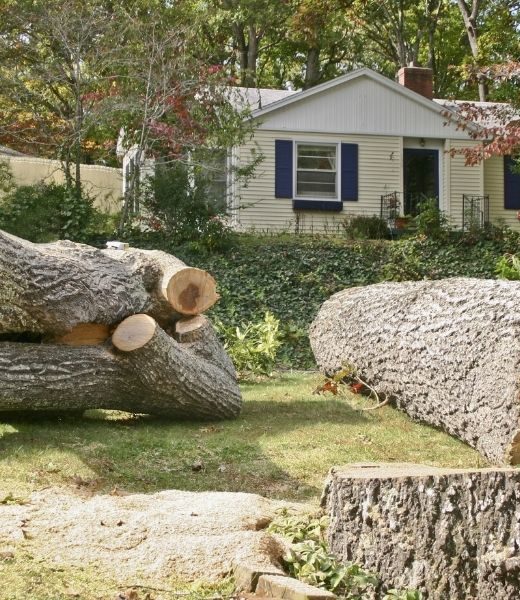 10 Reasons To Remove a Tree From Your Property