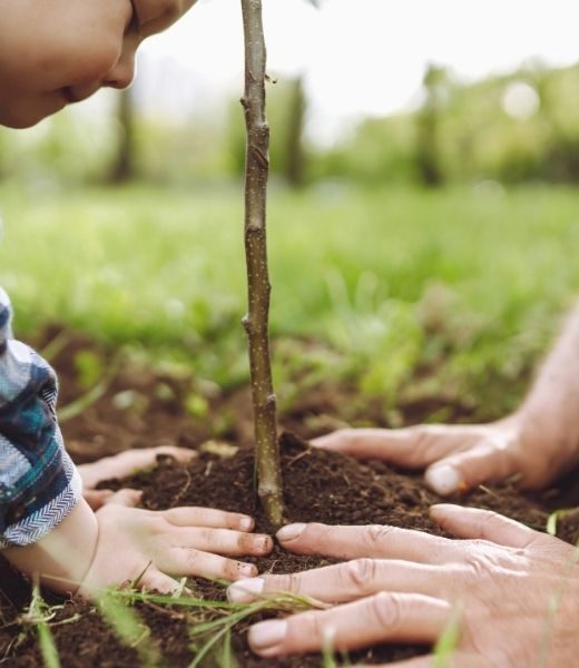 Top Reasons To Give a Gift of Trees This Holiday Season