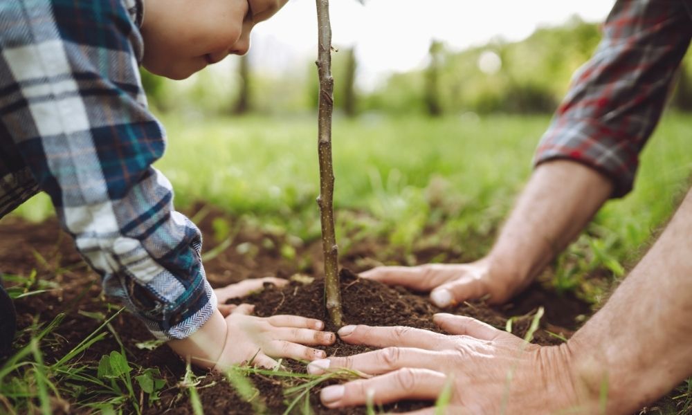 Top Reasons To Give a Gift of Trees This Holiday Season