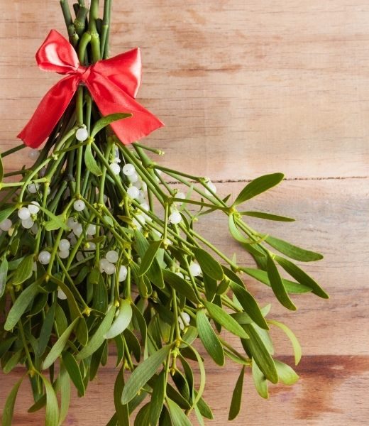 Ask a Texas Arborist: Does Mistletoe Harm Trees?