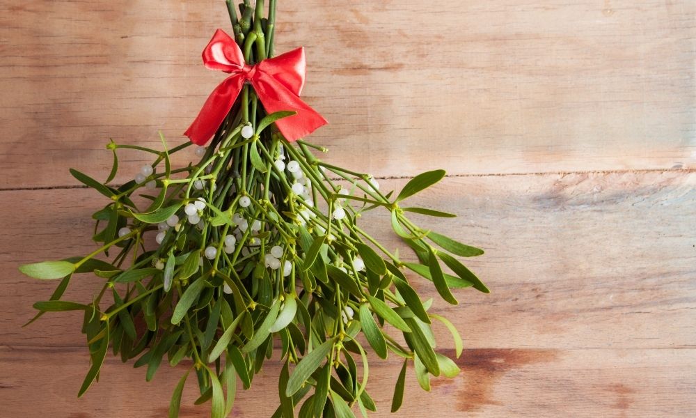 Ask a Texas Arborist: Does Mistletoe Harm Trees?