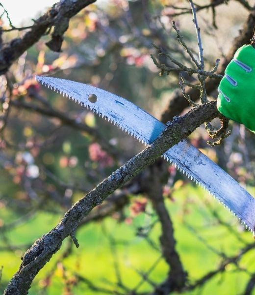 How To Save Texas Trees After a Hard Freeze in Winter