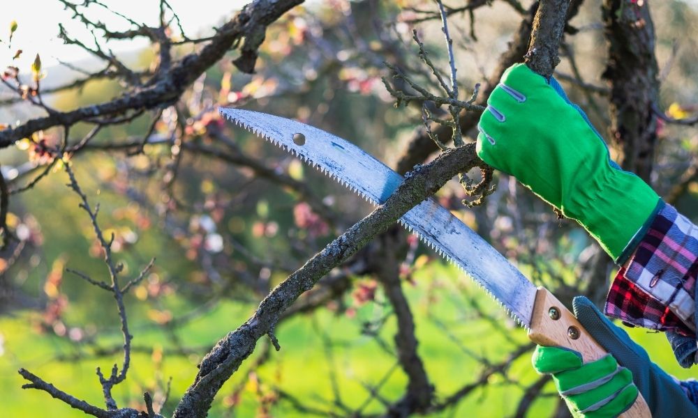 How To Save Texas Trees After a Hard Freeze in Winter