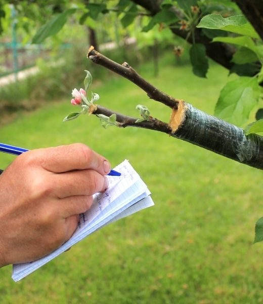 What Is Involved in a Complete Tree Inspection?