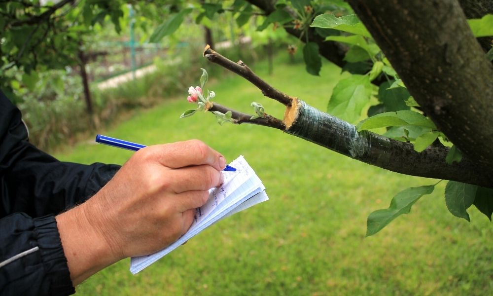 What Is Involved in a Complete Tree Inspection?