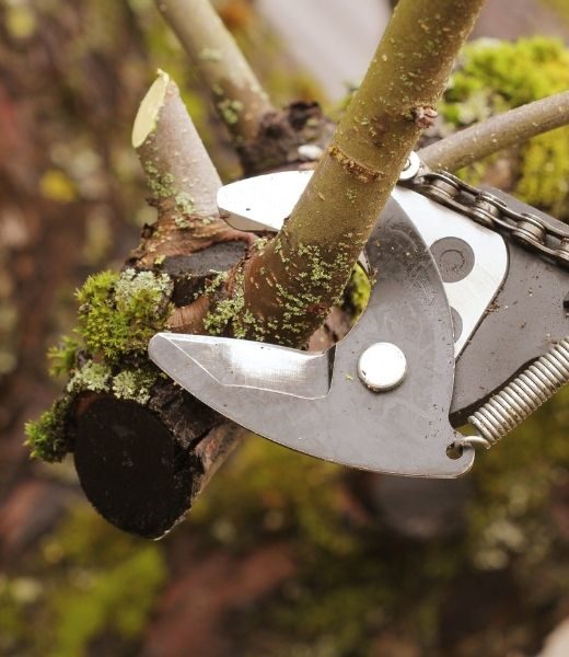 4 Ways Professional Tree Pruning Improves Your Trees