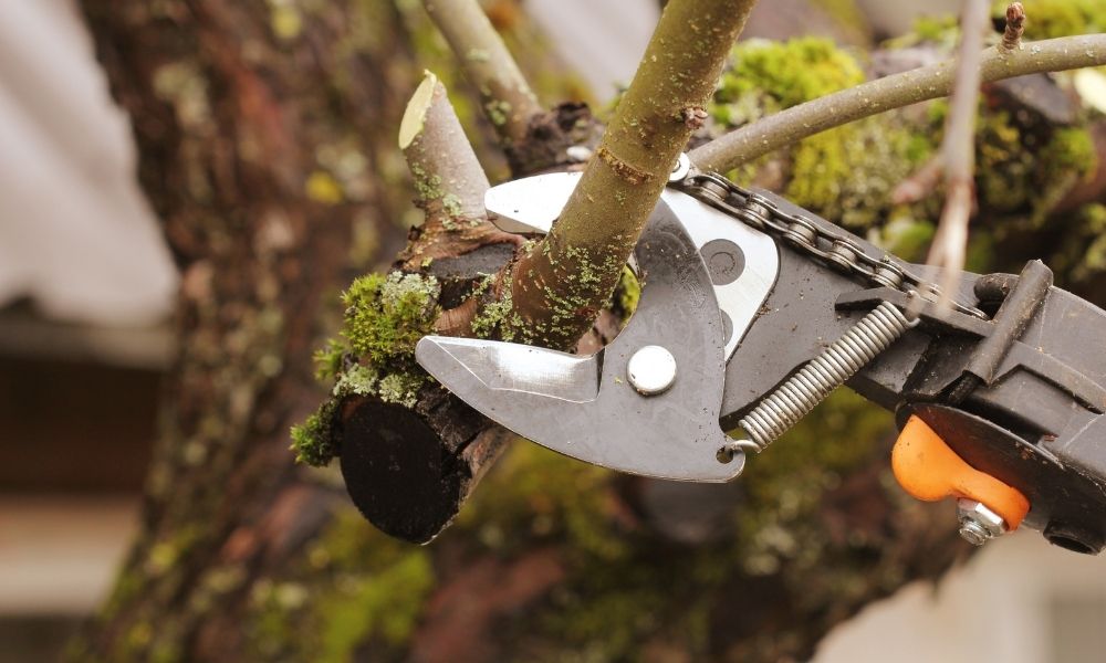 4 Ways Professional Tree Pruning Improves Your Trees