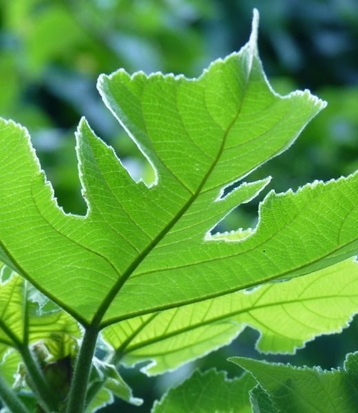 The Most Invasive Tree Species in Austin, Texas