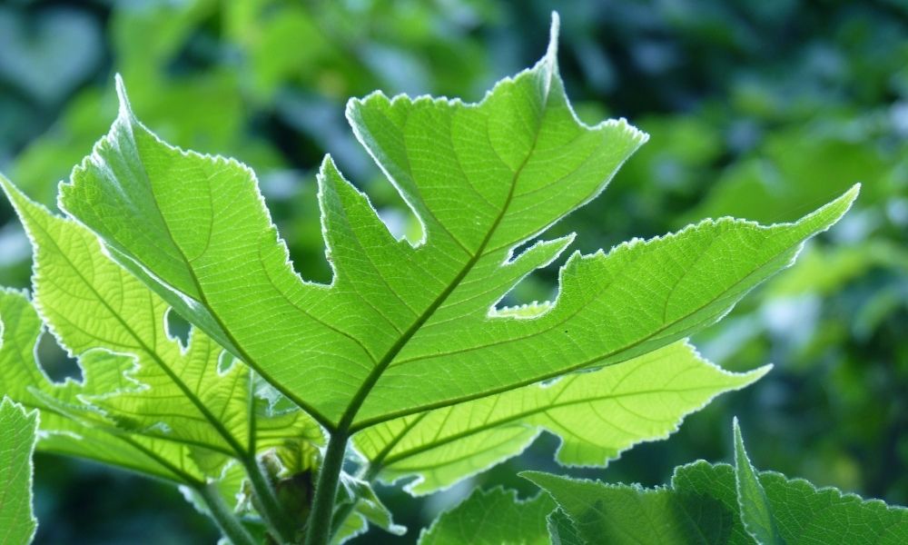 The Most Invasive Tree Species in Austin, Texas