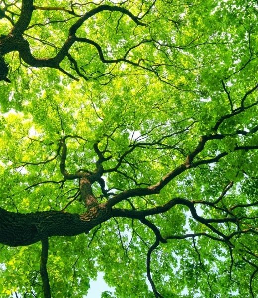 How Often Should You Get Your Trees Inspected?