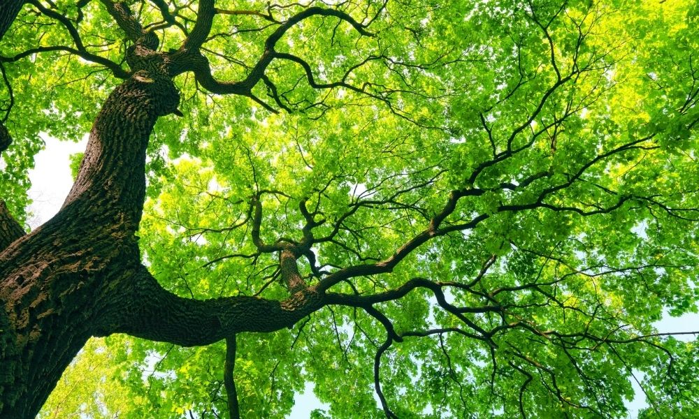 How Often Should You Get Your Trees Inspected?