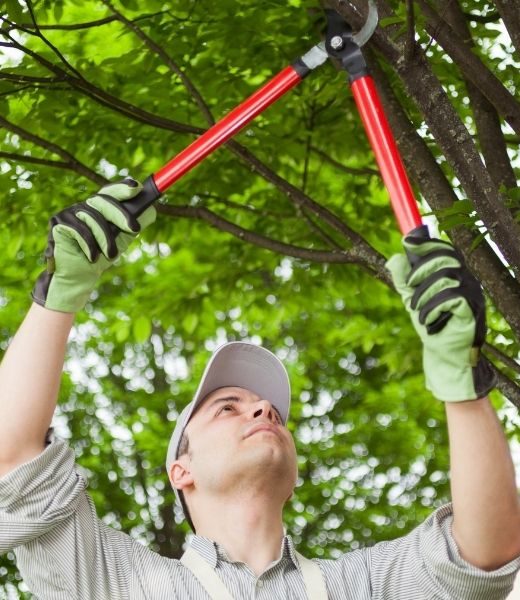 3 Signs Your Trees Have Been Badly Pruned